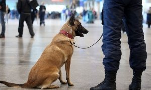 В Москве телефонные террористы «заминировали» три аэропорта
