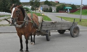 В Дагестане в аварии с участием лошади погибли шесть человек