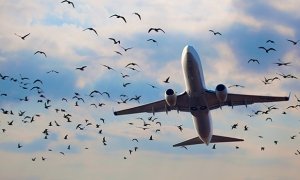 Авиакомпания «Победа» пожаловалась в прокуратуру на птиц в аэропортах  