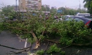 Власти проверят работу Гидрометцентра после разрушительного урагана в Москве