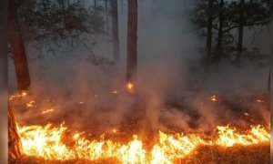 В Забайкалье решили не тушить лесные пожары из-за высоких расходов на ликвидацию огня
