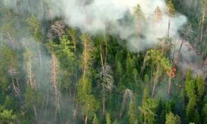 Чиновников уличили в искажении данных о лесных пожарах в Сибири