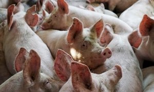 Отдыху в Крыму подложили свинью