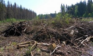 Россиянам разрешат бесплатно собирать в лесу отпавшую древесину