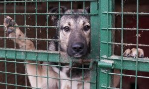 Приют «Эко Вешняки», где погибли десятки животных, получил от государства 300 млн рублей