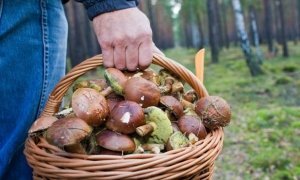 Госдума разрешит россиянам собирать в лесу ягоды и грибы для продажи