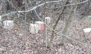 В краснодарском лесу обнаружили коробки с вакциной против гриппа