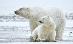 Скормивший взрывпакет белой медведице повар отделался штрафом