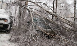 На севере Москвы обледенелое дерево разбило 10 автомобилей