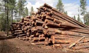Иркутский облсуд оценил гектар сибирского леса всего в 283 рубля