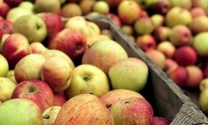 Цена на российские яблоки выросла в два раза из-за продуктового эмбарго