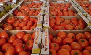 На российской границе водитель угнал фуру с помидорами, чтобы спасти их от уничтожения