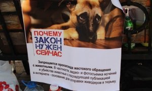 Госдума спустя 8 лет приняла законопроект об ответственном содержании животных