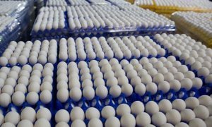 Крупнейший в России производитель яиц оказался на грани банкротства