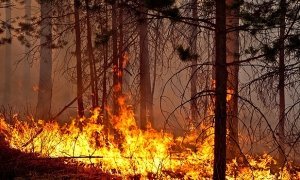 В Иркутской области введен режим ЧС в связи с лесными пожарами