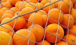 Россельхознадзор вводит запрет на поставку фруктов и овощей из Египта