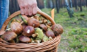 Власти предложили ввести налог на сбор грибов и поставить грибников на учет 