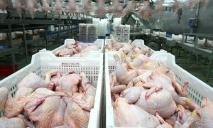 Россельхознадзор запретит ввоз мяса птицы из ЕС из-за вспышки птичьего гриппа