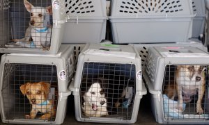 «Аэрофлот» отказал пассажирам вывозного рейса из Китая в перевозке их домашних животных