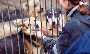 Депутаты Госдумы от «Единой России» предложили убивать бездомных животных