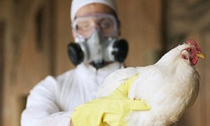 Власти Украины сообщили о вспышке высокопатогенного вируса птичьего гриппа
