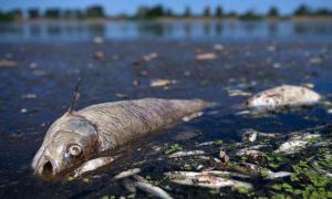 Виновницей гибели рыб в реке Одер могла стать польская компания по производству меди и серебра