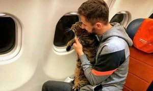 Минтранс отказался менять правила перевозки животных в самолете из-за кота Виктора