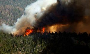 Президент России тушит лесные пожары в Турции, а в Якутии ждут помощи от Леонардо Ди Каприо