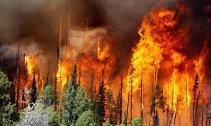 Минприроды России предложило значительно сократить зоны нетушения лесных пожаров