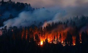 Генпрокуратура подтвердила версию о поджоге леса в Сибири с целью скрыть следы незаконной вырубки
