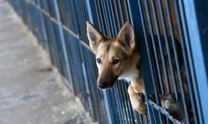 Совет федерации одобрил законопроект об ответственном обращении с животными