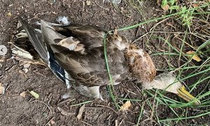 В Химкинском водохранилище спустя 1,5 месяца после разлива нефти стали массово гибнуть утки