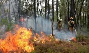В Грузии четвертый день тушат лесной пожар, спасателям помогают военные