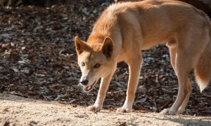Самарские чиновники разрешили охотиться на диких собак