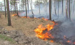 Иркутские силовики ищут виновников лесных пожаров по биллингу сотовых телефонов