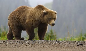 В Якутии экс-депутат региональной думы погиб в результате нападения медведя