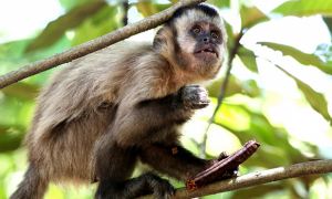 Российские ученые предупредили о риске распространения оспы обезьян