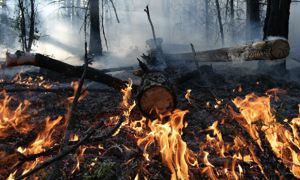 Школьник из Красноярска попросил президента взять под свой контроль ситуацию с лесными пожарами