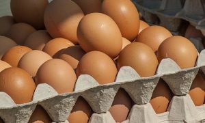 Российские производители попросили повысить цены на яйца и мясо курицы на 10%