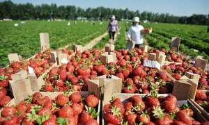 Глава Липецкой области сообщил о планах привлечь мигрантов к сбору урожая