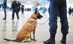 «Аэрофлот» тренирует служебных собак на выявление инфицированных COVID-19 пассажиров