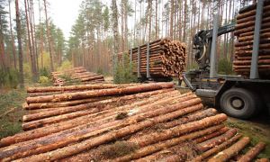 Компания Романа Абрамовича предложила приватизировать лес на Дальнем Востоке