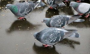 Жителям Магадана пригрозили штрафами за кормление голубей