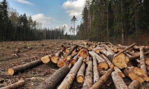 Россия стремительно теряет лесные ресурсы