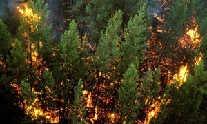 В регионах Сибири площадь лесных пожаров превысила отметку в 100 тысяч гектар