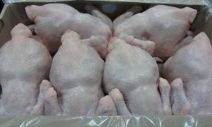 Покровская колония после объявления Навальным голодовки разместила заказ на 1200 цыплят-бройлеров