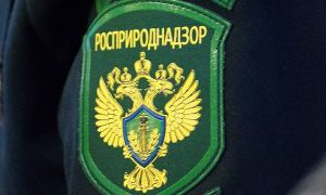 Фирма зятя главы Росгвардии получила от Росприроднадзора и его структур контракты на 406 млн рублей