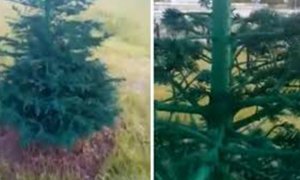 В Когалыме чиновники распорядились покрасить траву и елки к приезду министра спорта