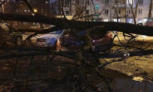 В Санкт-Петербурге ураганный ветер повалил более 300 деревьев
