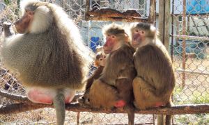 НИИ вирусологии создал тест для выявления оспы обезьян
